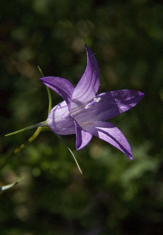 Rampion bellflower (Campanula rapunculus)