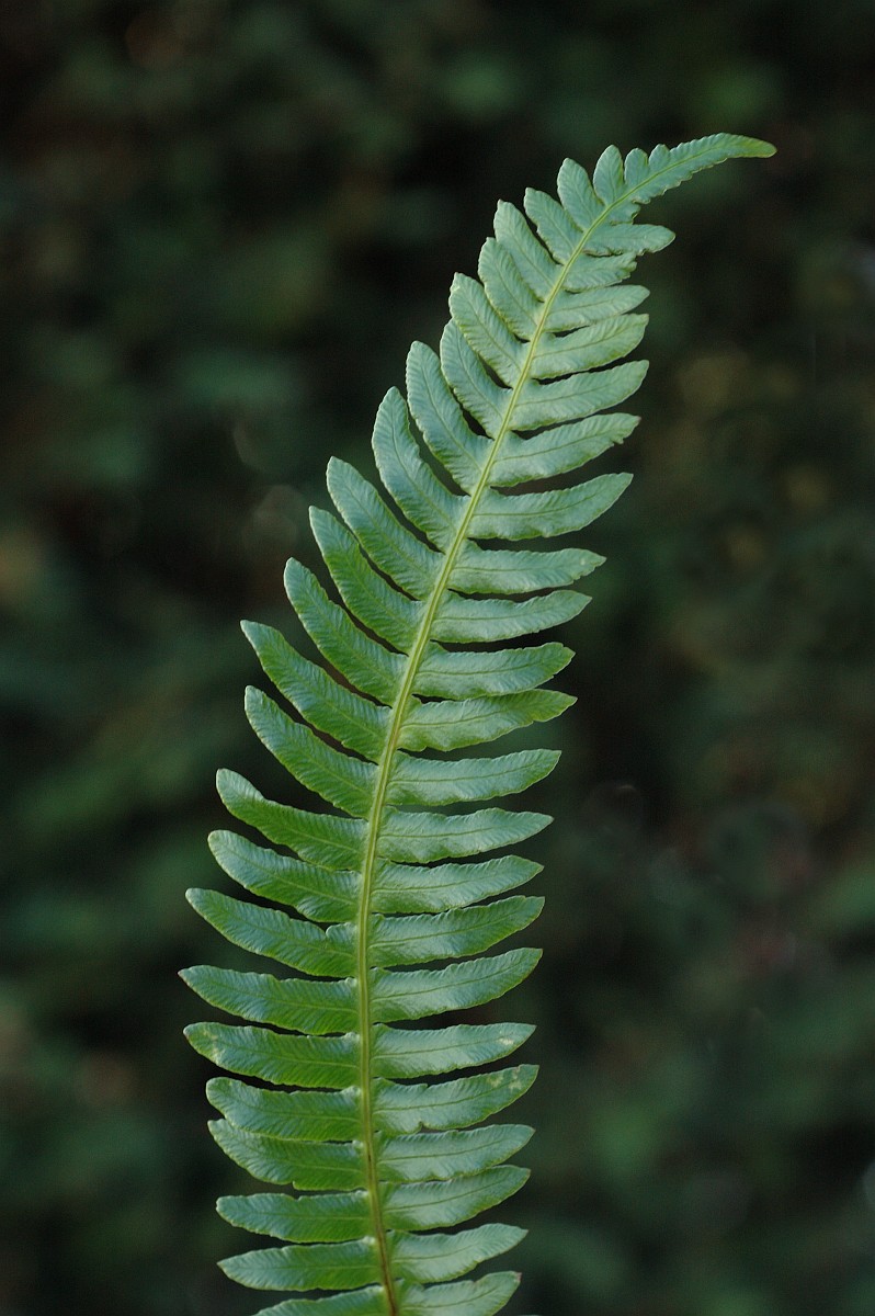 Hard fern (Blechnum spicant)