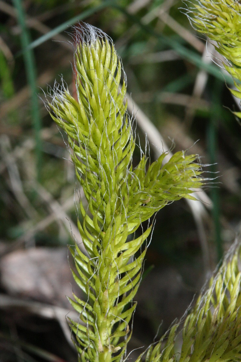 Common clubmoss (Lycopodium clavatum)
